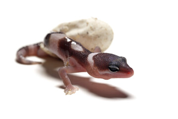 Babu leopard gecko hatch and emerge from the egg shell isolated on white backkground