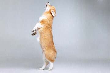 Welsh Corgi Pembroke on a uniform background