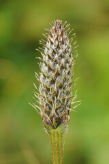Close-up of Plantain Flower Head , Plantago lanceolata,