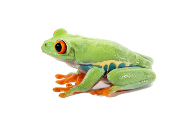 Red-eyed tree frog on white background, red-eyed tree frog (Agalychnis callidryas) closeup