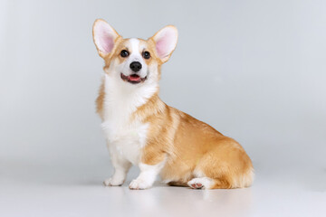 Welsh Corgi Pembroke on a uniform background