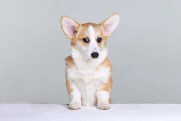 Welsh Corgi Pembroke on a uniform background