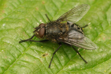 Closeup on a hairy Pollenia fly species on a green leaf in the garden