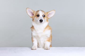 Welsh Corgi Pembroke on a uniform background