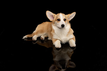 Welsh Corgi Pembroke on a uniform background