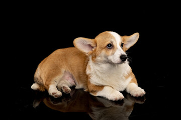 Welsh Corgi Pembroke on a uniform background