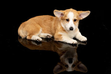 Welsh Corgi Pembroke on a uniform background