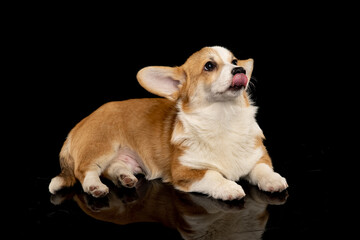 Welsh Corgi Pembroke on a uniform background