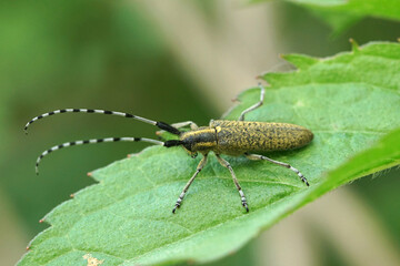Closeup on a golden-bloomed grey longhorn beetle, Agapanthia villosoviridescens on a green leaf