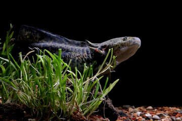Black Axolotl salamander in underwater closeup, Axolotl salamander on isoated background