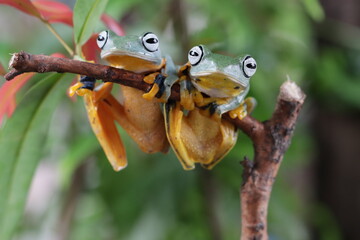 Tree frog on leaf, Gliding frog (Rhacophorus reinwardtii) sitting on branch, Javan tree frog on branch, Indonesian tree frog in rainforest