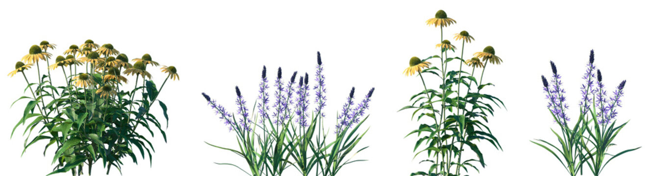 Set of Echinacea purpurea and Camassia leichtlinii Blue Danube flowering frontal isolated png on a transparent background perfectly cutout high resolution