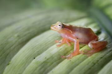 Feihyla vittiger or golden dwarf tree frog on green leaves