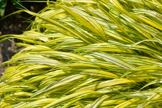 Hakone grass Aureola leaves