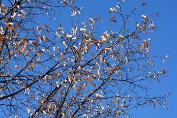 Small-leaved lime branches with seeds