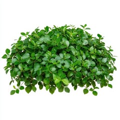 Obraz premium A lush, green foliage arrangement showcasing dense leaves, ideal for landscaping and enhancing natural aesthetics in gardens or indoor spaces.