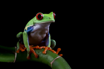 Red-eyed tree frog closeup on branch, Red-eyed tree frog (Agalychnis callidryas) closeup, Exotic animal of rain forest