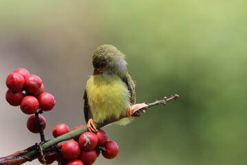 Sun-bird (Nectarinia jugularis) female feeding new born chicks on branch, Sun-bird feeding, Sun-bird hovering 