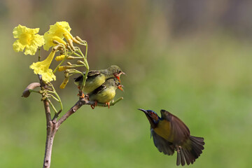 Sun-bird (Nectarinia jugularis) female feeding new born chicks on branch, Sun-bird feeding, Sun-bird hovering 