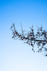 the red fruits with the winter branches