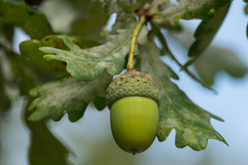grüne Eichel am Baum