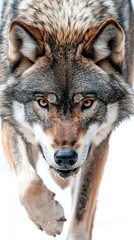 Fototapeta premium A close-up of a wolf walking towards the camera in a snowy environment.