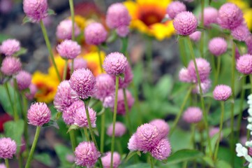 Echter Kugelamaranth