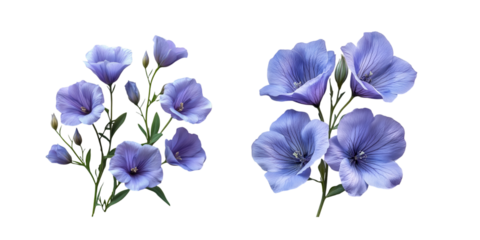 blue iris flowers isolated on white