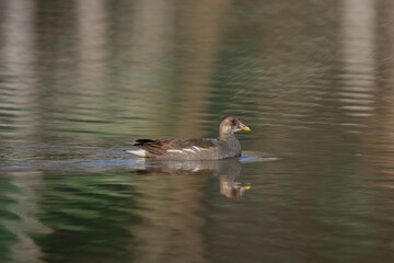 Eurasian Moorhen (Gallinula chloropus) in the lake. The Eurasian Moorhen is a waterbird with a red beak and legs, inhabiting wetlands across Europe, Asia, and North Africa.