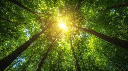 The sun shines through trees.