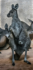 Eastern grey kangaroo or giant kangaroo on the ground. Latin name - Macropus giganteus  © Mikhail Blajenov