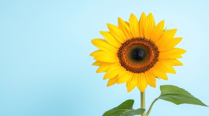 Obraz premium A vibrant sunflower against a soft blue background.