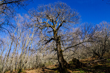 chestnut grove Casas del Castañar, San Bernabé mountain range-Jerte valley, Cáceres, Extremadura, Spain, Europe