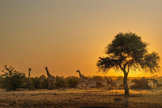 South African giraffe or Cape giraffe (Giraffa giraffa) or (Giraffa camelopardalis giraffa) herd and shepherd's tree at sunrise. Mashatu Game Reserve. Northern Tuli Game Reserve.  Botswana.