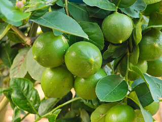 fresh lime  tree in garden