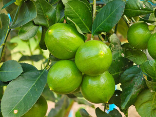 fresh lime  tree in garden