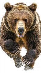 Fototapeta premium A powerful bear running towards the viewer, showcasing its strength and agility.