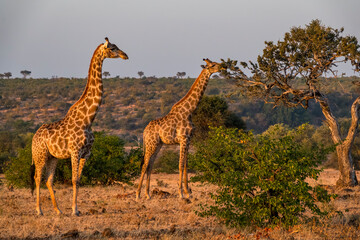 South African giraffe or Cape giraffe (Giraffa giraffa) or (Giraffa camelopardalis giraffa). Mashatu Game Reserve. Northern Tuli Game Reserve.  Botswana.