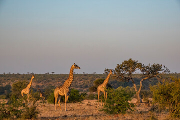 South African giraffe or Cape giraffe (Giraffa giraffa) or (Giraffa camelopardalis giraffa). Mashatu Game Reserve. Northern Tuli Game Reserve.  Botswana.