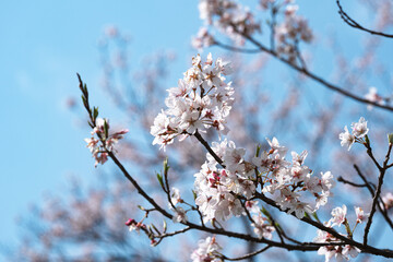 春の陽光に照らされた桜の枝と青空