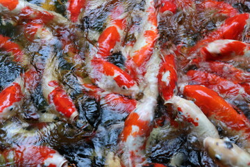 The koi in the large pond have beautiful colors.