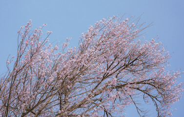 青空に広がる桜の枝と満開の花々