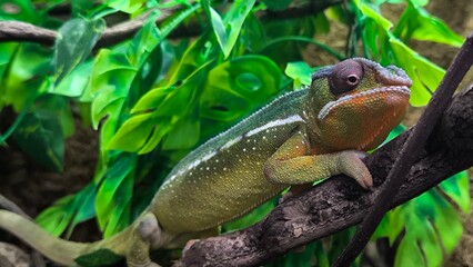 The lizards are kept in a glass tank.