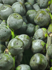 close up  arenga pinnata palm