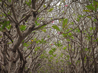Fototapeta premium frangipani tree in the garden