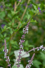 Silver spurflowers (coleus argentatus) in bloom