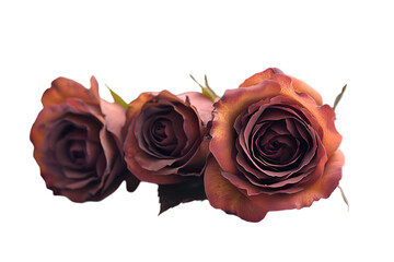 Valentine's Day Roses Isolated On White Background

