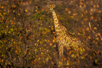 South African giraffe or Cape giraffe (Giraffa giraffa) or (Giraffa camelopardalis giraffa). Mashatu Game Reserve. Northern Tuli Game Reserve.  Botswana.