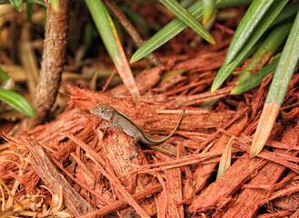 Baby Brown Anole Lizard in Home Garden Tampa Florida.