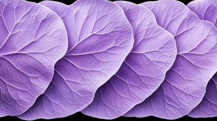 Obraz premium Vibrant purple leaves arranged in a neat row on a dark background.